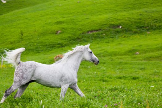 Gray Arab horse gallops on a green meadow