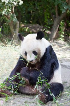 huge panda a bear is bamboo escapes