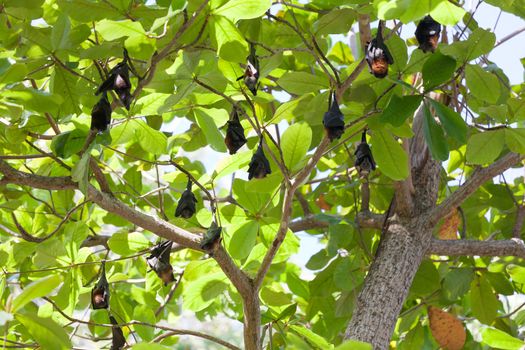 Flying foxes hang on tree branches, Thailand