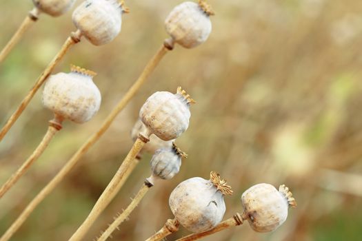Detail of dry tree poppyheads on the field with shallow focus