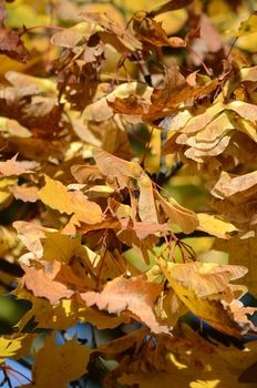 autumn leaves