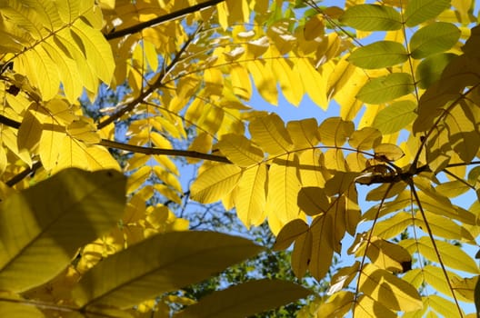 autumn