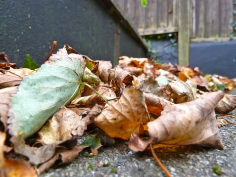 Closeup of a pile of fallen autumn leaves