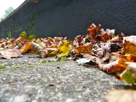 Fallen brown autumn leaves on a concrete path