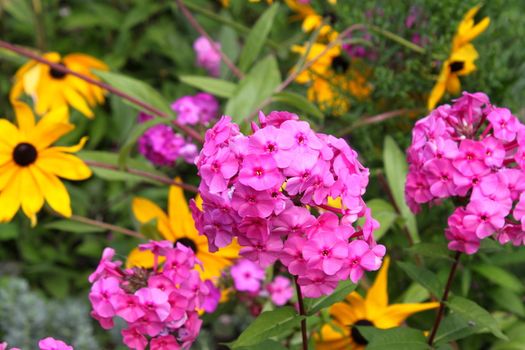 Creeping Phlox. Phlox subulata. Close up. Outdoor.