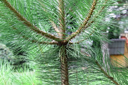 Background of young pine. Needle. Close up.