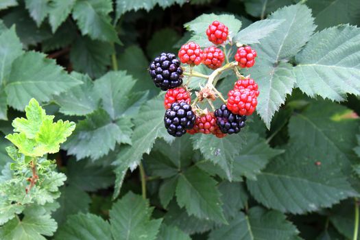 Ripe blackberries in the tree. Close up.