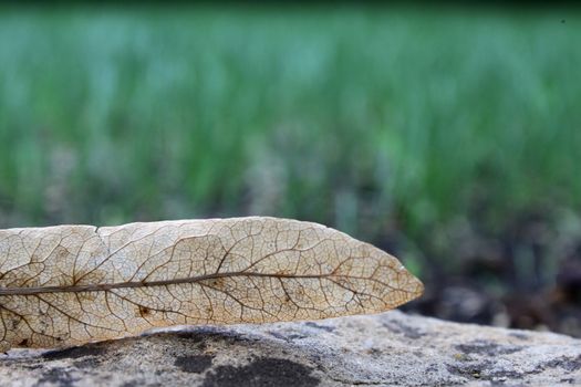 Dead leaf of lime tree on stone. Close up.