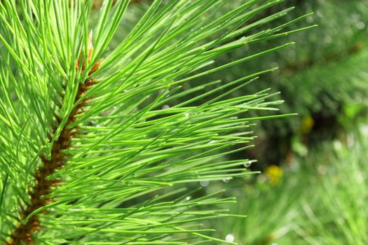 Background of young pine. Needle. Close up.