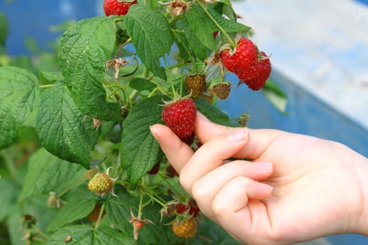 Hand hold ripening raspberry on the bush. Close up.