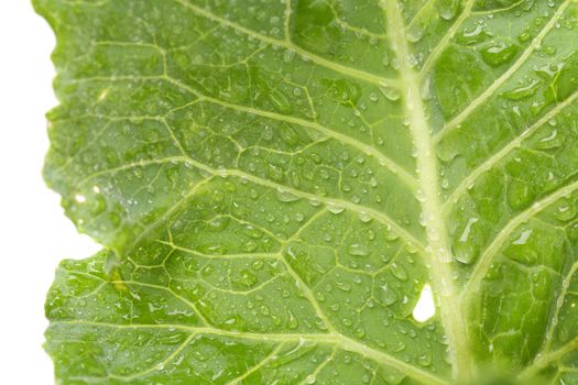 Fresh leaf of kohlrabi. Close up. White background.