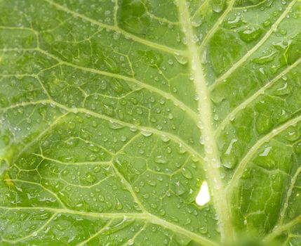 Fresh leaf of kohlrabi. Close up. White background.