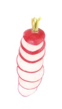 Vertical lined radish slices. Isolated on a white background.
