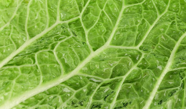 Close up leaf of chenese cabbage. Whole background.