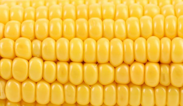 Background of indian corn. Close up. Whole background.