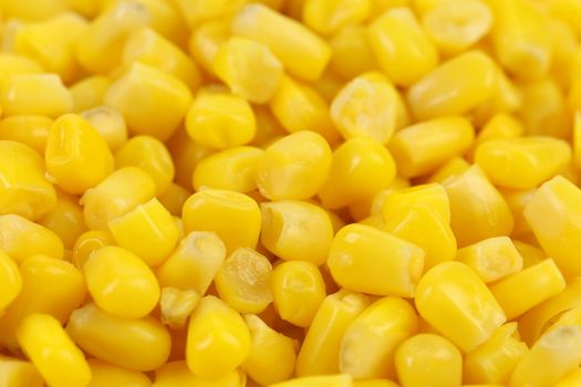 Background of indian corn. Close up. Whole background.