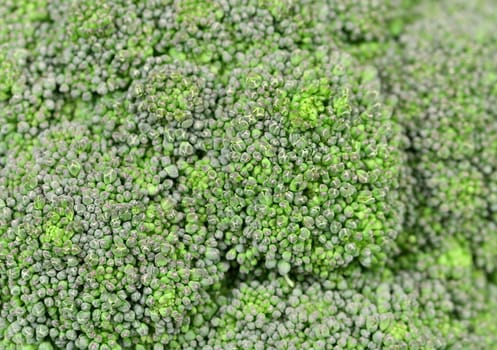 Background of fresh broccoli. Macro. Whole background.