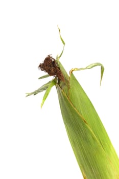 Fresh corn ear with isolated on a white background