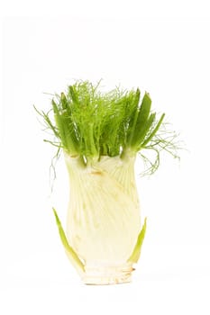 Fresh, organic fennel on a white background