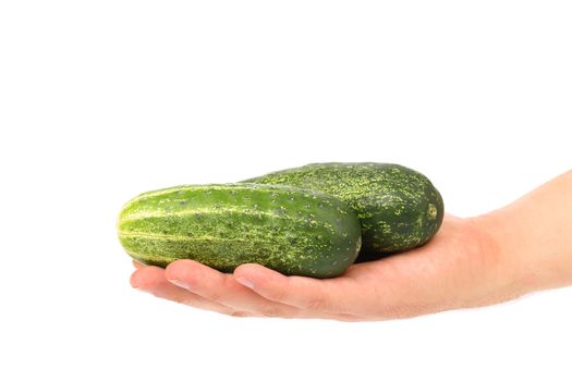 Hand holds two cucumbers. Isolated on a white background.