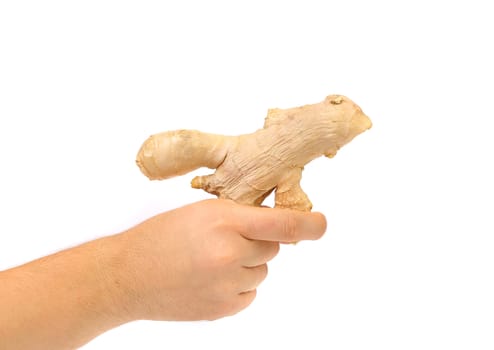 Hand holds ginger root as gan. White background.