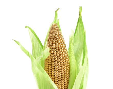 Golden ear in an environment of fresh green leaves. Close up.