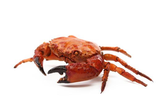 seafood red crab isolated on a white background