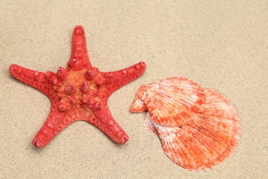 Red starfish and shell on sandy background. Close up.