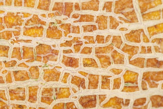 Cantaloupe melon texture macro.  Close up. Whole background.