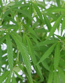 Cannabis (marijuana) plant. Close uip. Whole background.