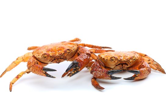 Prepared two crabs isolated on a white background