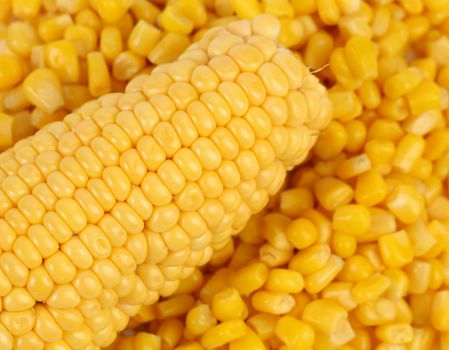 Corncob on a bulk of corn grains. Close up.