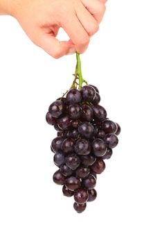 Hand holds grapes isolated on white background