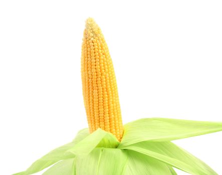 Fresh raw corncob isolated on the white background