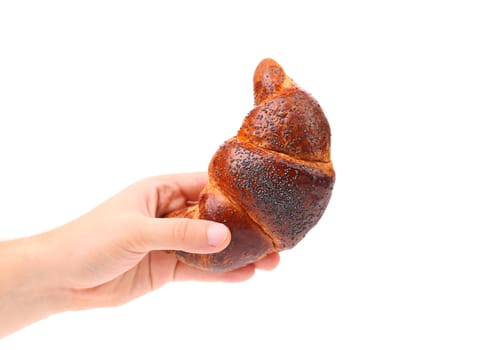 Hand holds appetizing croissant. Close up. White background.