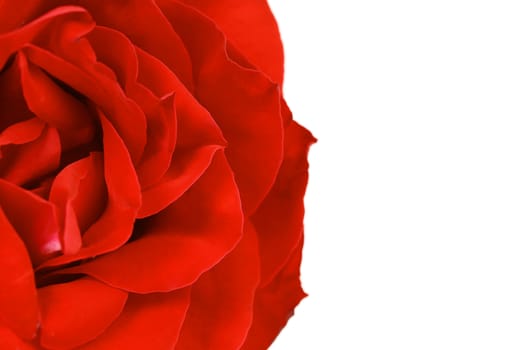 Close up of red rose petal. White background.