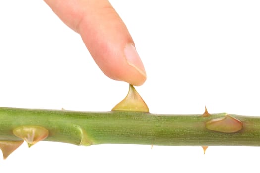 Finger touchs Rose thorn. Isolated on a white background.