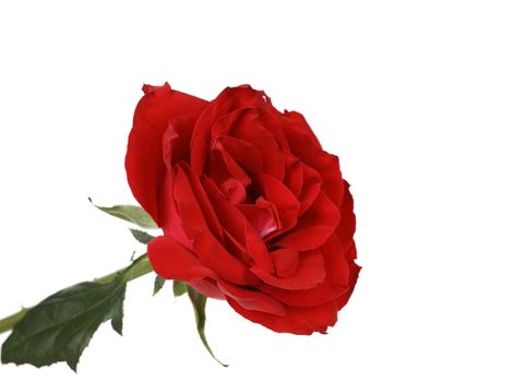 Single beautiful red rose isolated on white background