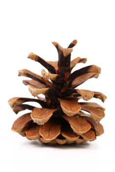brown pine cone isolated on white background