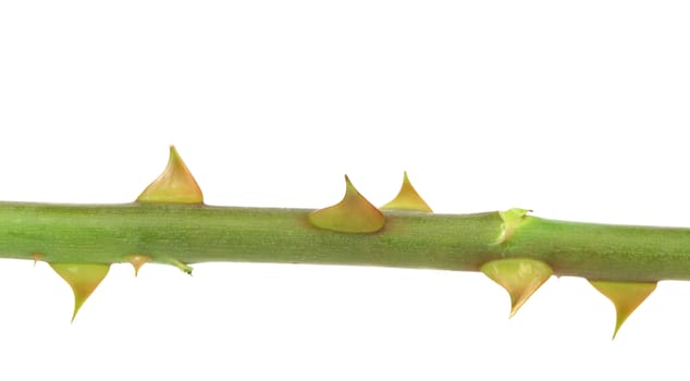 Rose thorn. Isolated on a white background.