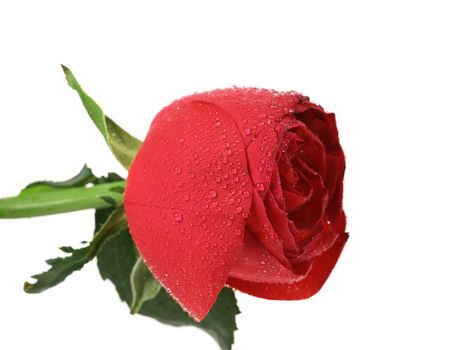 Single beautiful red rose isolated on white background