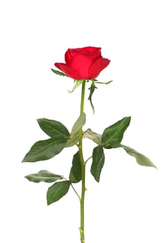 Red rose isolated on a white background.