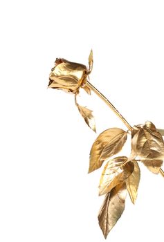 The photo of beautiful golden rose on a white background