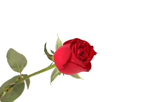 Red rose isolated on a white background.