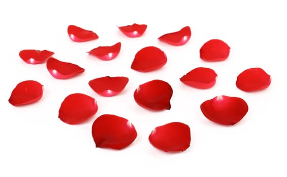 Red rose petals isolated on white, clipping path included