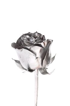 The photo of beautiful silver rose on a white background