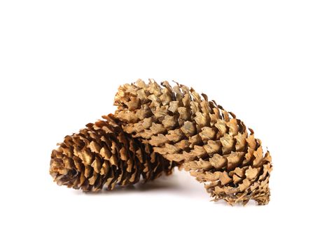 Golden large pine cones. Isolated on a white background.