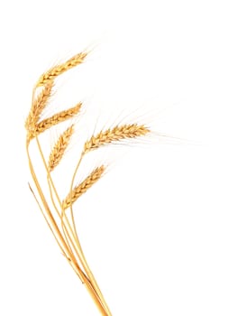 Ears of wheat. Isolated on a white background.