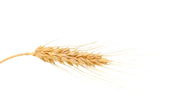 Ear of wheat. Isolated on a white background.