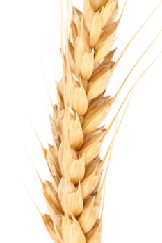 Ear of wheat. Macro. Isolated on a white background.